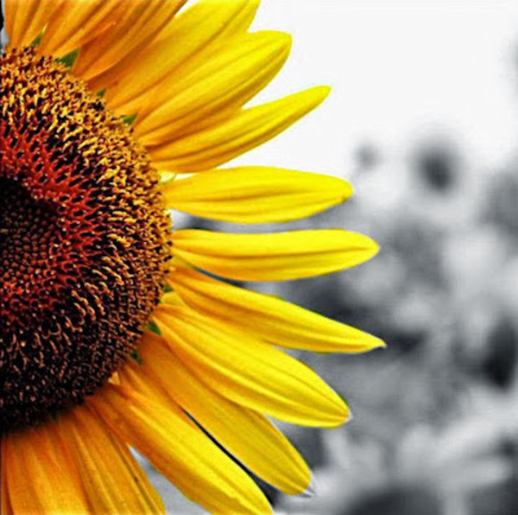 Meet your Posher, Kat - Picture 1 of 1